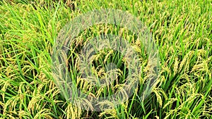 The rice plant (Oryza sativa) is a cultivated plant