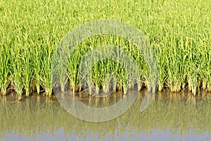 Rice plant in paddy