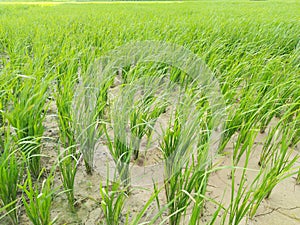 Rice plant paddy plants