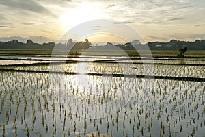 Rice plant pattern on paddy field in the morning.