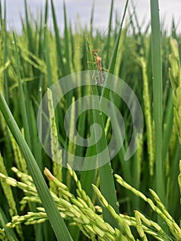 Rice plant pests are very disturbing to farmers