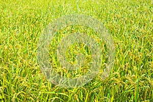 Rice plant in rice field