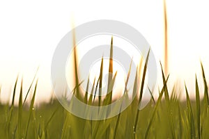 Rice plant shoot from under in green field