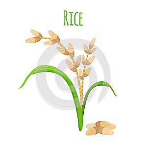 Rice plant, vegetarian food. Green harvest, oryza wheat. Vector