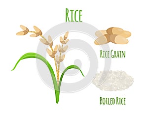 Rice plant, vegetarian food. Green harvest, oryza wheat. Vector illustration