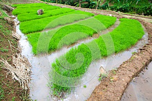 Rice plant with wide angle