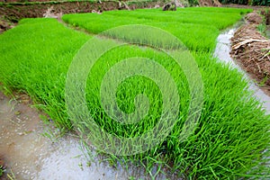 Rice plant with wide angle