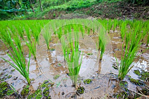 Rice plant with wide angle