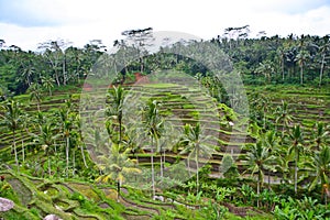 Rice plantation photo