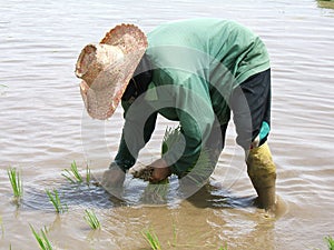 Rice plantation