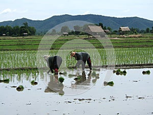 Rice plantation in asia