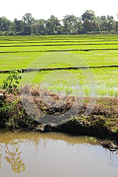 Rice plantation