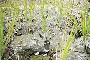 Rice planted on a waterless dried soil