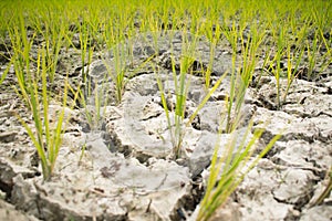 Rice planted on a waterless dried soil photo
