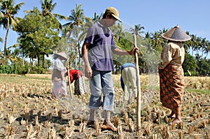 Rice planting