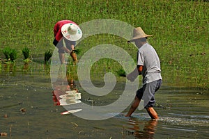 Rice planting photo