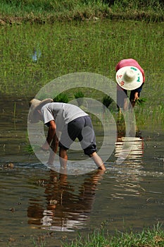 Rice planting photo