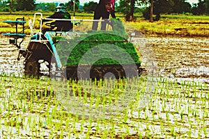 Rice planting