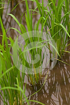 Rice Plants