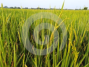 Rice plants in agriculture field dhaan