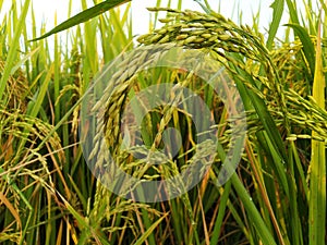 Rice plants in agriculture field dhaan