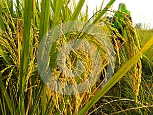 Rice plants in agriculture field dhaan