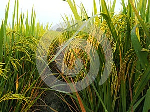 Rice plants in agriculture field dhaan