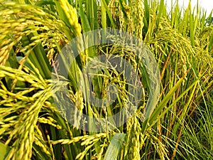 Rice plants in agriculture field dhaan