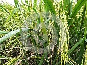 Rice plants in agriculture field dhaan