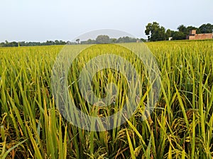 Rice plants in agriculture field dhaan