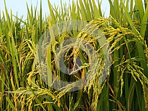 Rice plants in agriculture field dhaan