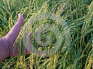 rice plants ahead of harvest