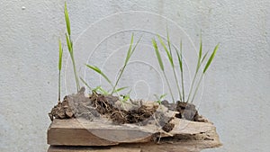 Rice plants, farmer and Paddy field