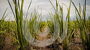 Rice plants with fertile soil.
