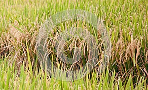 Rice plants in field