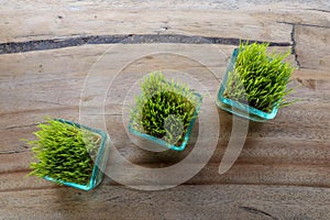 Rice plants in glass pot. Young green rice plant in square pot on table with massive wooden board. Top view rice seedlings in