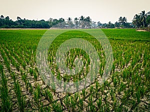 rice plants grow lush and green on dry land