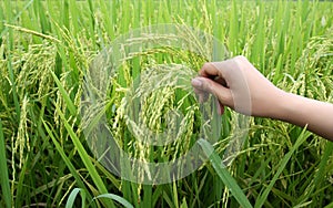Rice plants and hand