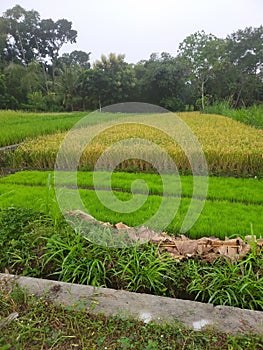 rice plants that have turned yellow and have just been sown photo