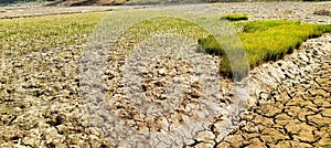 rice plants hit by severe drought