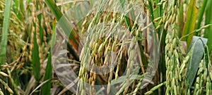 rice plants just before harvest