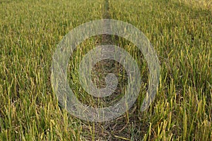 Rice Plants Just Before The Harvest