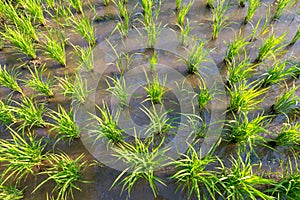 Rice Plants  or Organic rice in the water, sprout ready to growing in the rice field, growth concept