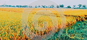 The rice plants in the paddy fields are already yellow, meaning they are ready to be harvested