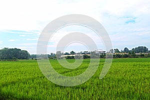 rice plants in paddy fields, or the scientific name Oryza sativa.
