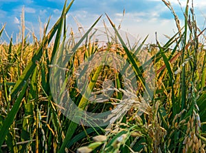 Rice plants ready to harvest