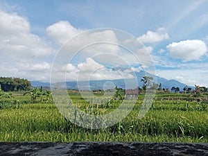 rice plants on the slopes of Mount Lawu