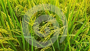 rice plants turn yellow in the rice fields in the afternoon