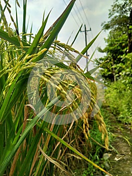 Rice plants that are turning yellow indicate they are ready to be picked photo