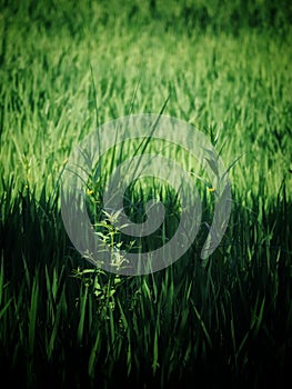 Rice plants
